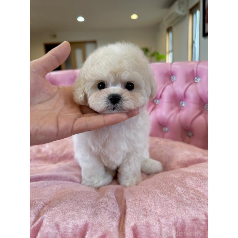 販売中の茨城県のビションフリーゼ-455620の5枚目