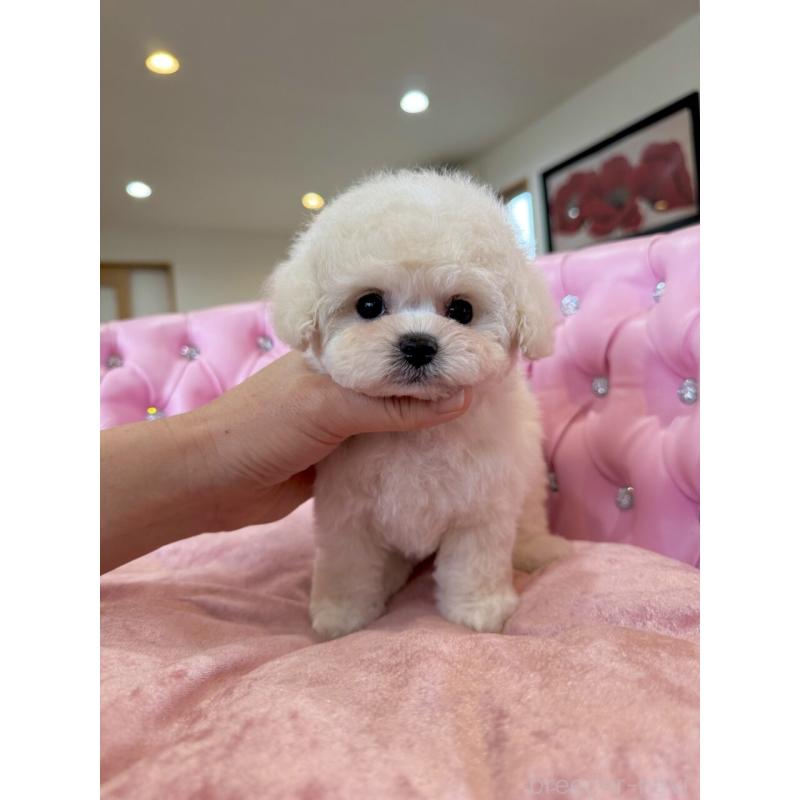 販売中の茨城県のビションフリーゼ-455620の3枚目