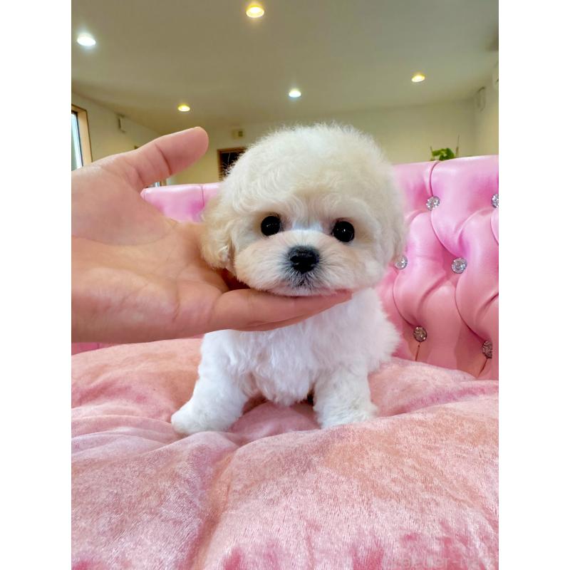 販売中の茨城県のビションフリーゼ-455620の2枚目