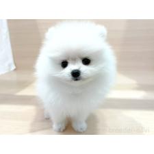 ポメラニアンの子犬