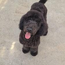 ♀︎スタンダードプードル