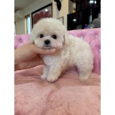 オンライン見学