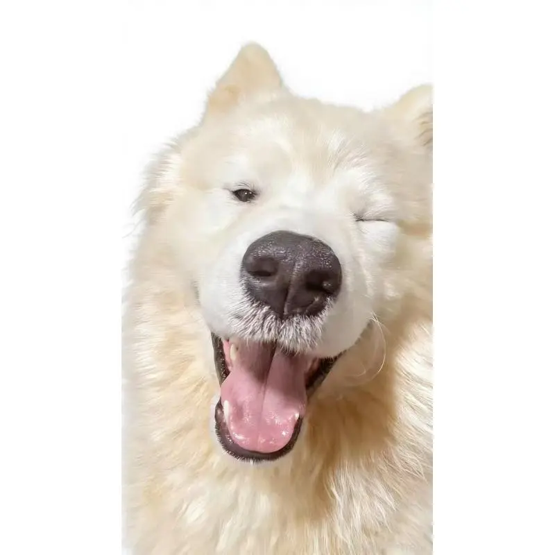販売中の千葉県のサモエド-455623の2枚目