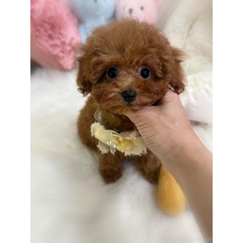 販売中の香川県のトイプードル-446816の6枚目