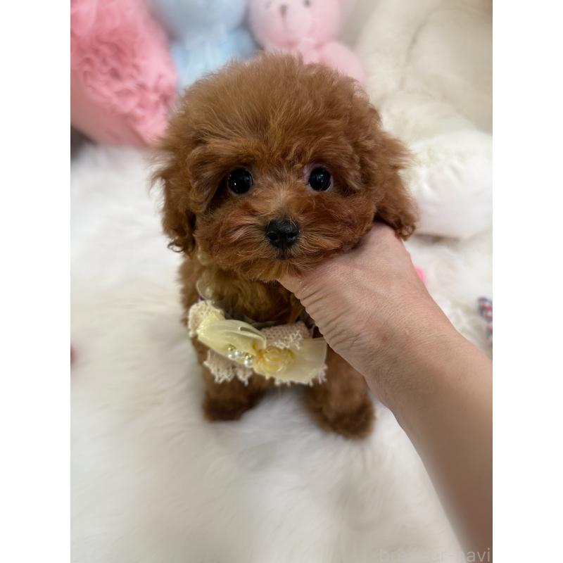 販売中の香川県のトイプードル-446816の5枚目