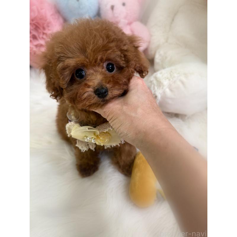 販売中の香川県のトイプードル-446816の4枚目