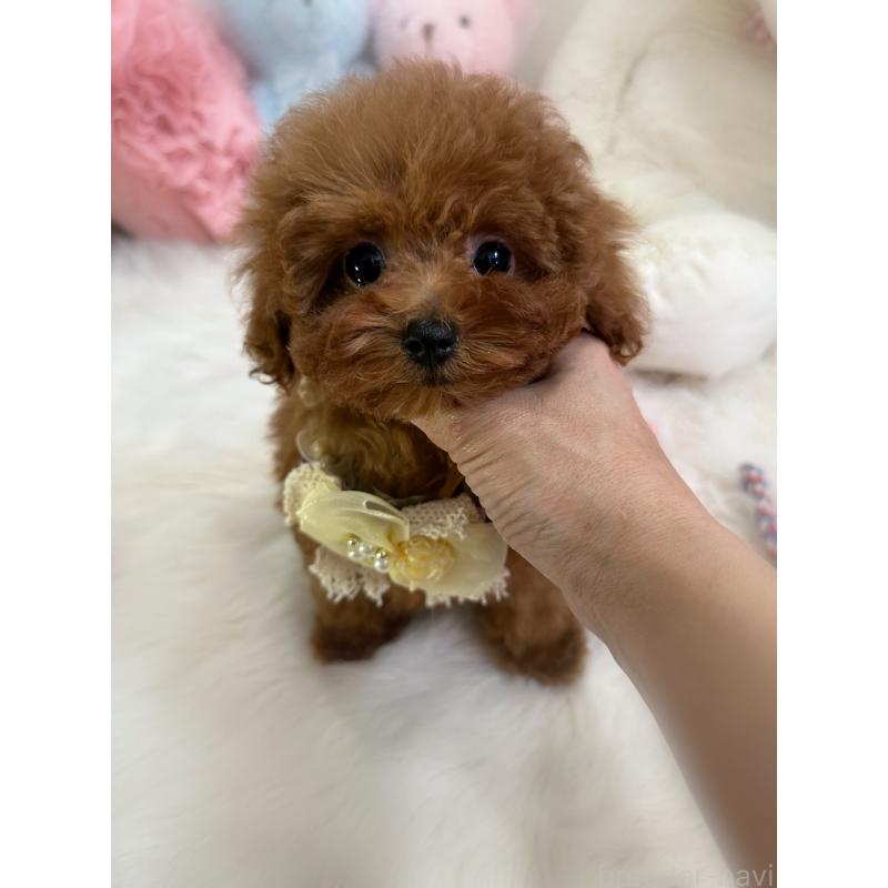 販売中の香川県のトイプードル-446816の3枚目