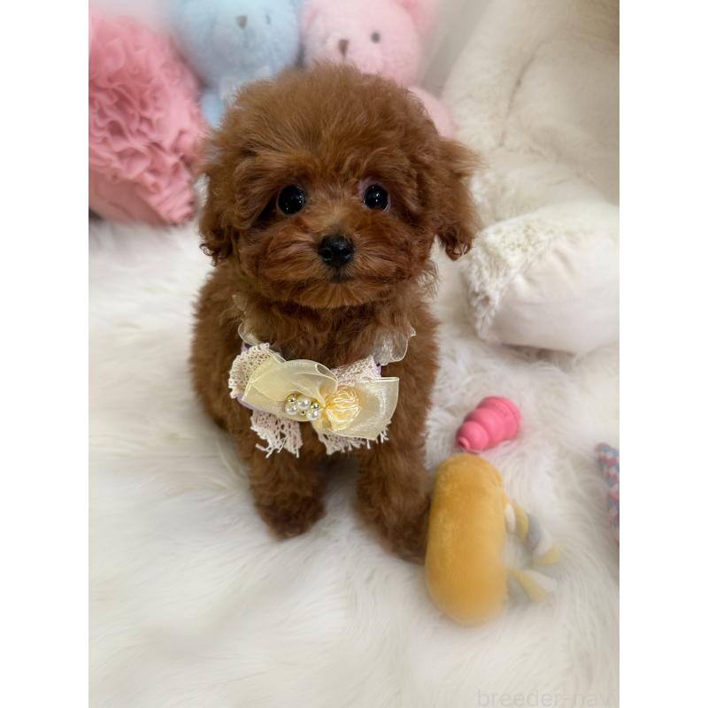 販売中の香川県のトイプードル-446816の2枚目