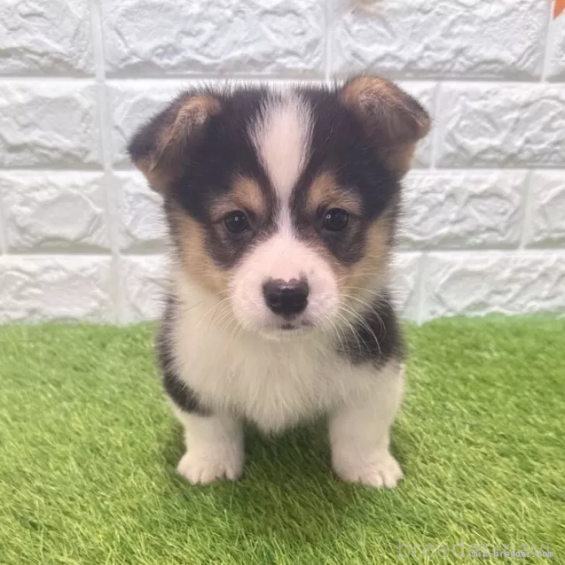 販売中の愛知県のウェルシュコーギーペンブローク-451279