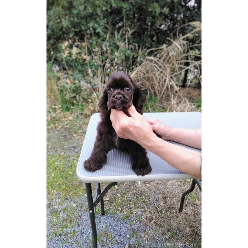 販売中の奈良県のアメリカンコッカースパニエル-455627の3枚目