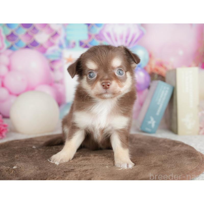 販売中の神奈川県のチワワ(ロングコート)-455661の17枚目