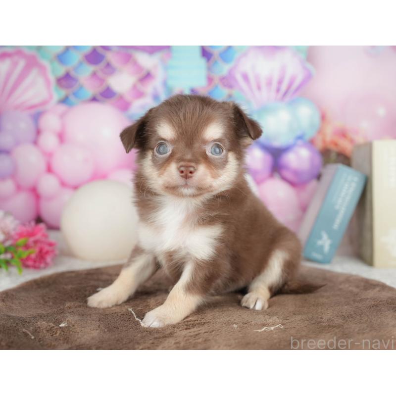 販売中の神奈川県のチワワ(ロングコート)-455661の16枚目