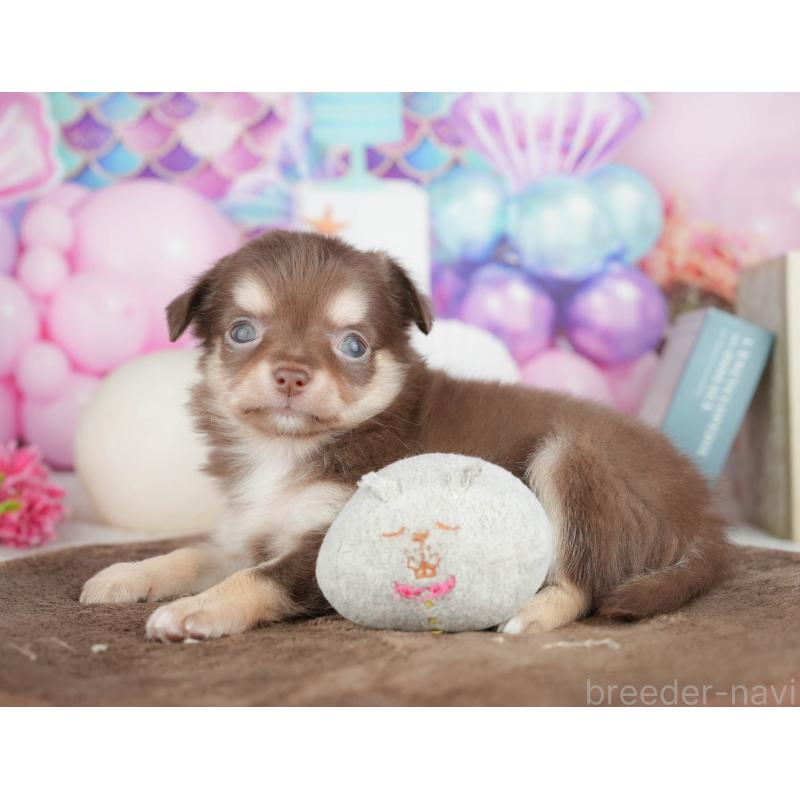 販売中の神奈川県のチワワ(ロングコート)-455661の15枚目