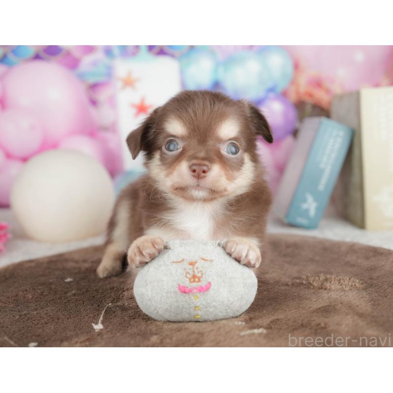 販売中の神奈川県のチワワ(ロングコート)-455661の14枚目