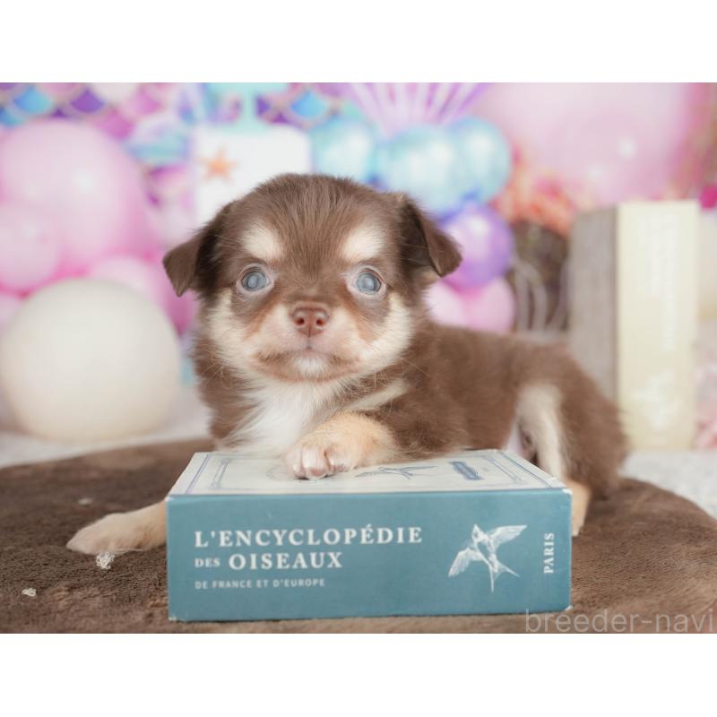 販売中の神奈川県のチワワ(ロングコート)-455661の12枚目