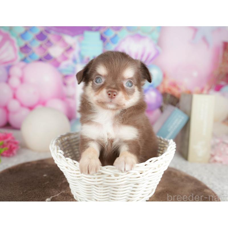 販売中の神奈川県のチワワ(ロングコート)-455661の11枚目