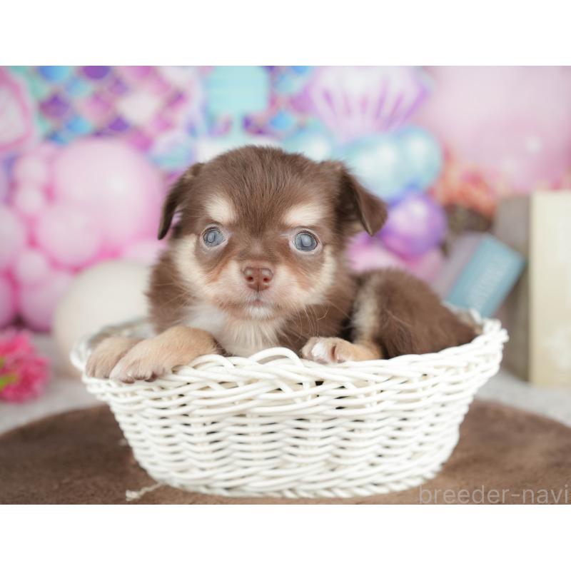 販売中の神奈川県のチワワ(ロングコート)-455661の10枚目