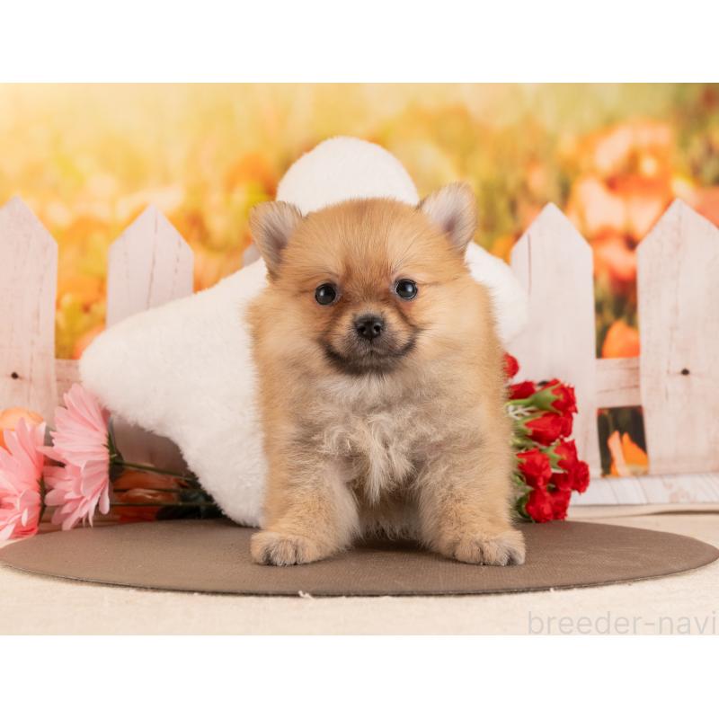 販売中の愛知県のポメラニアン-455630の5枚目