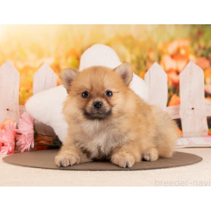 販売中の愛知県のポメラニアン-455630の4枚目