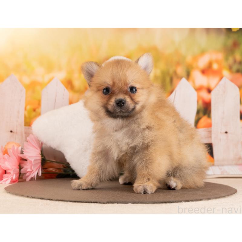 販売中の愛知県のポメラニアン-455630の3枚目