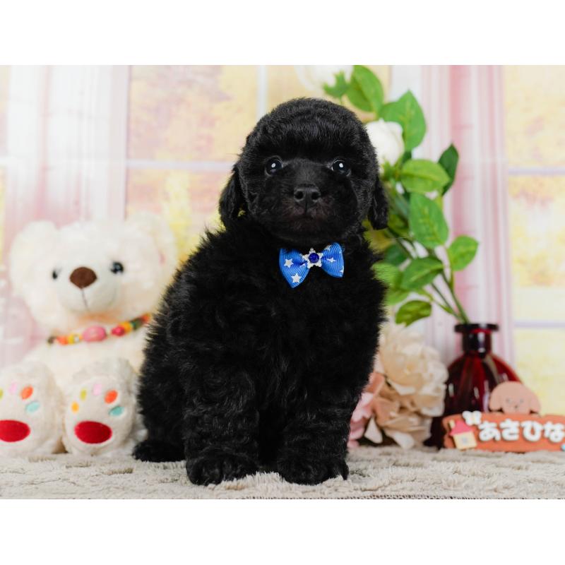 販売中の神奈川県のトイプードル-455638の16枚目