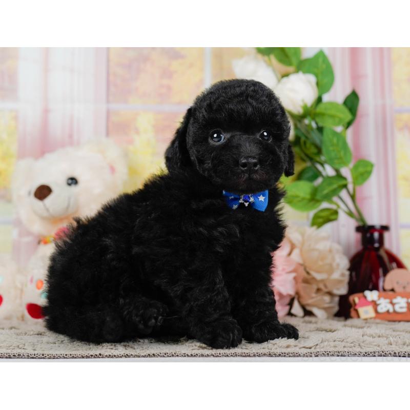 販売中の神奈川県のトイプードル-455638の14枚目