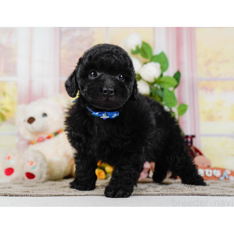 販売中の神奈川県のトイプードル-455638の13枚目