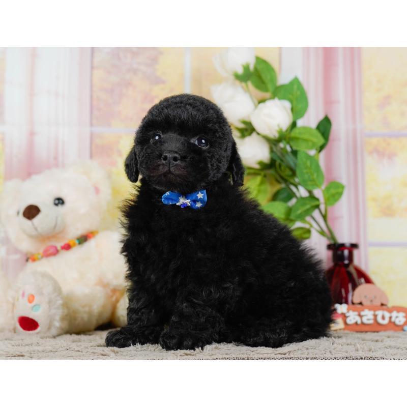 販売中の神奈川県のトイプードル-455638の11枚目