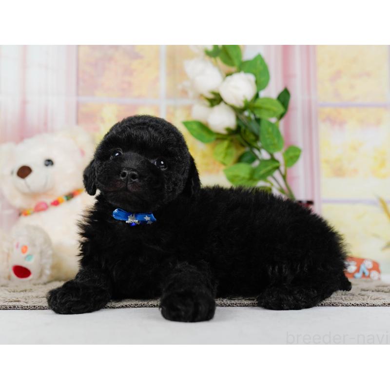 販売中の神奈川県のトイプードル-455638の10枚目