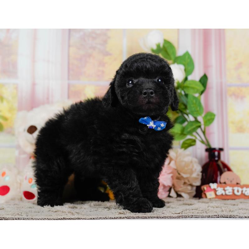 販売中の神奈川県のトイプードル-455638の9枚目