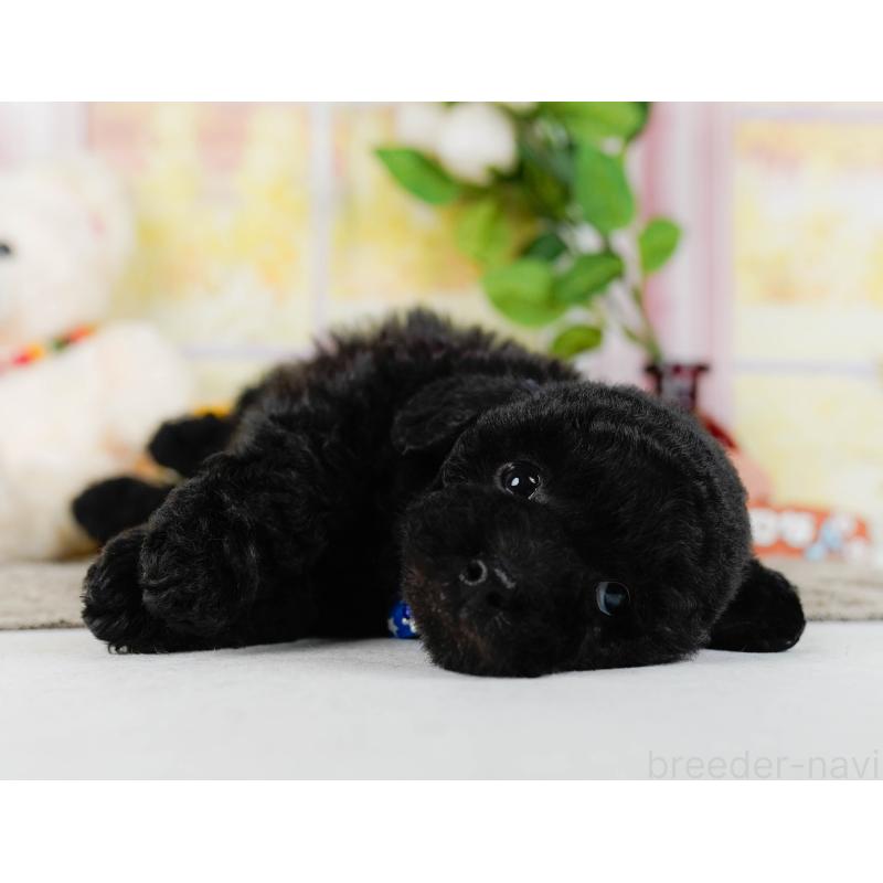 販売中の神奈川県のトイプードル-455638の8枚目