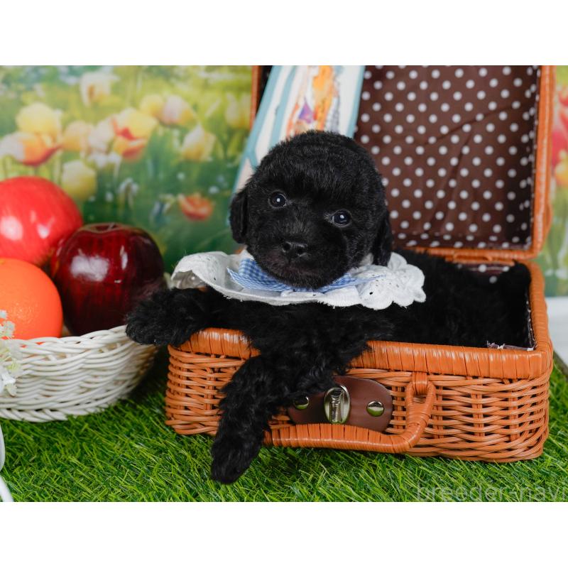 販売中の神奈川県のトイプードル-455638の6枚目