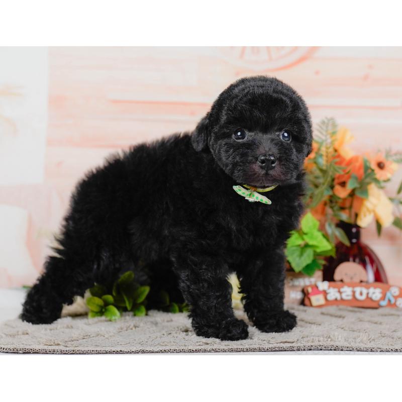 販売中の神奈川県のトイプードル-455639の14枚目