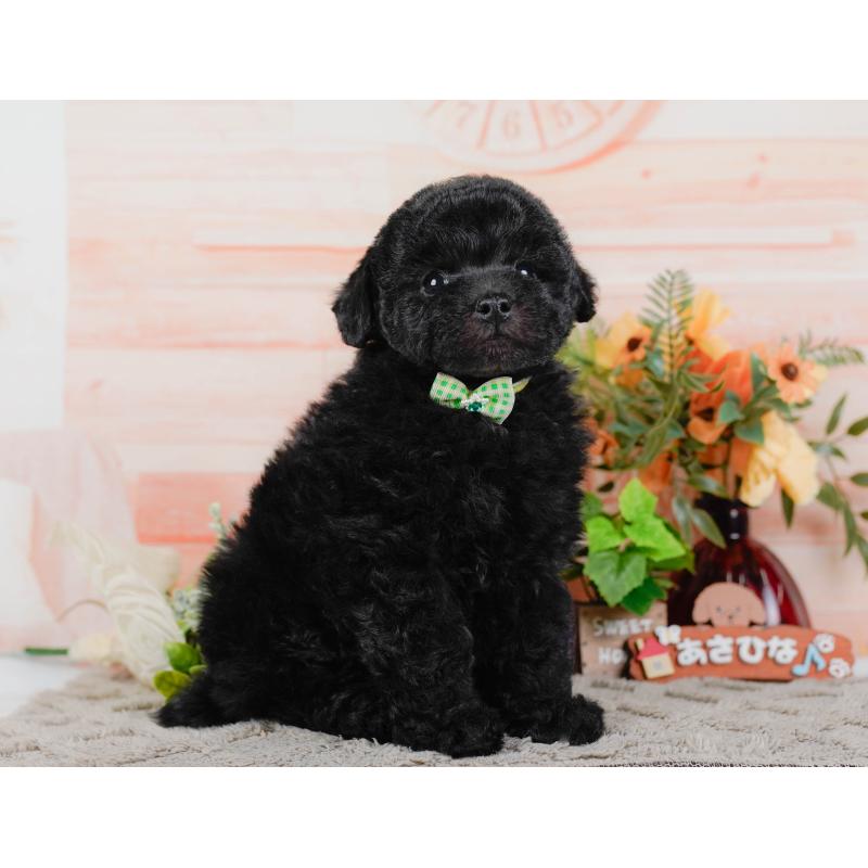 販売中の神奈川県のトイプードル-455639の13枚目