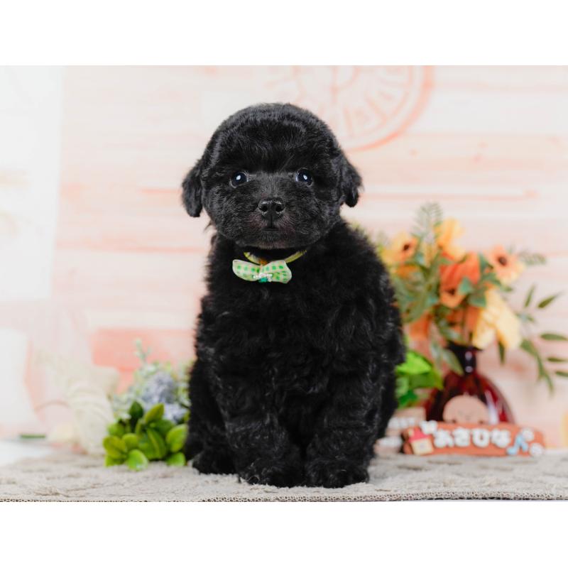 販売中の神奈川県のトイプードル-455639の12枚目