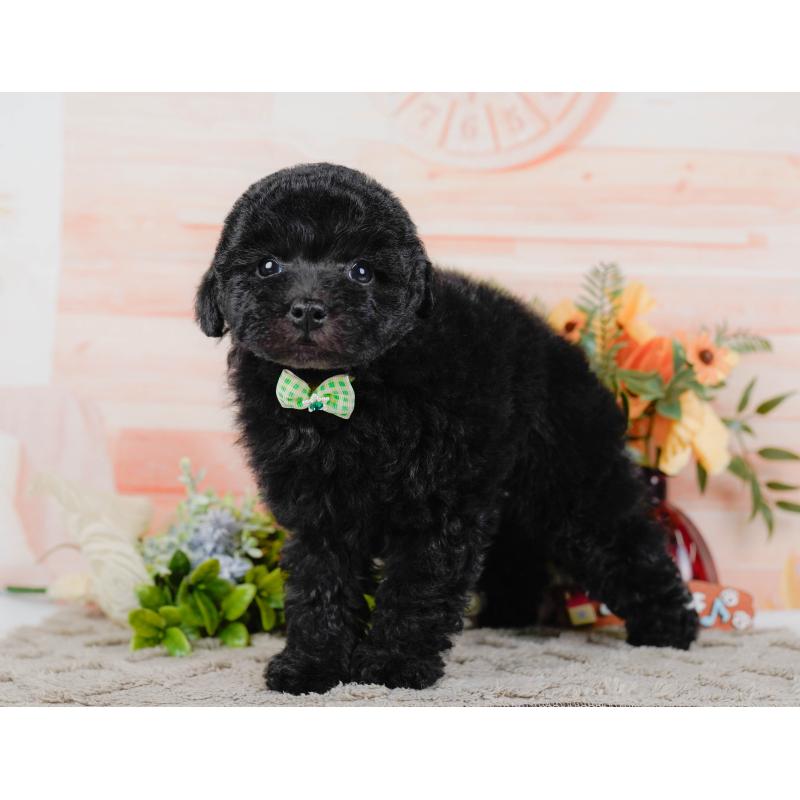 販売中の神奈川県のトイプードル-455639の11枚目