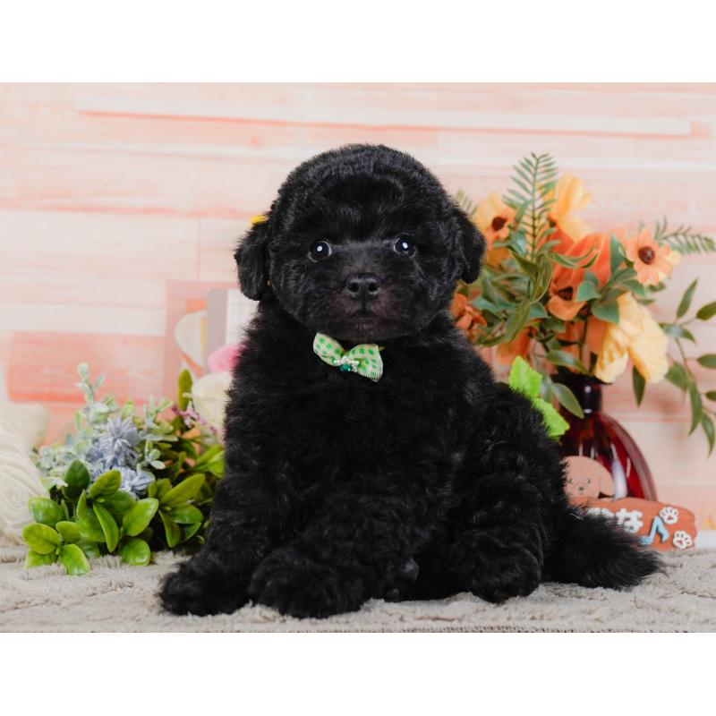 販売中の神奈川県のトイプードル-455639の10枚目