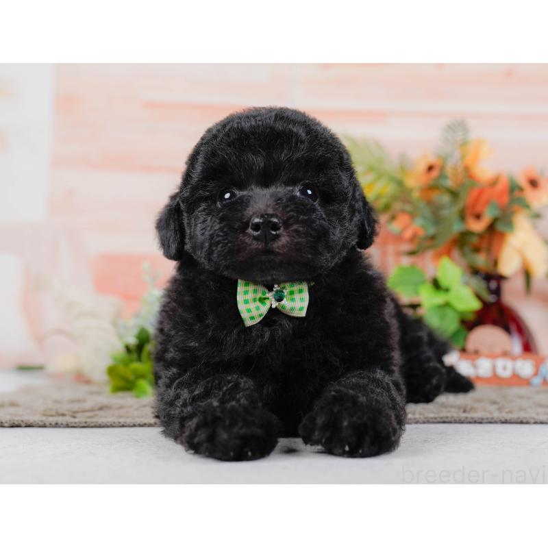 販売中の神奈川県のトイプードル-455639の8枚目