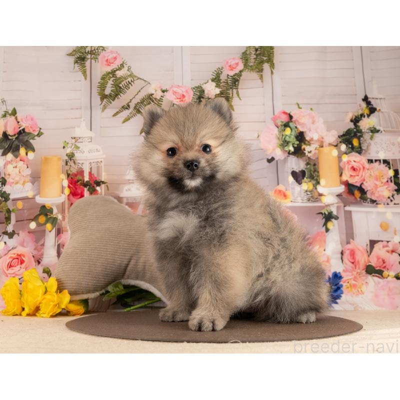 販売中の愛知県のポメラニアン-453735の6枚目