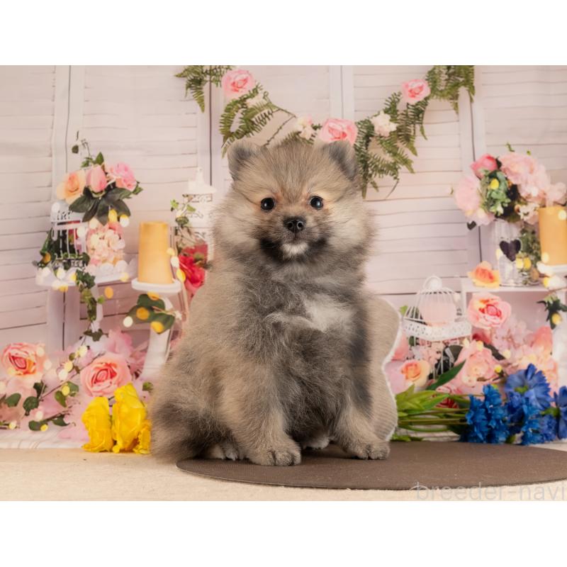 販売中の愛知県のポメラニアン-453735の5枚目