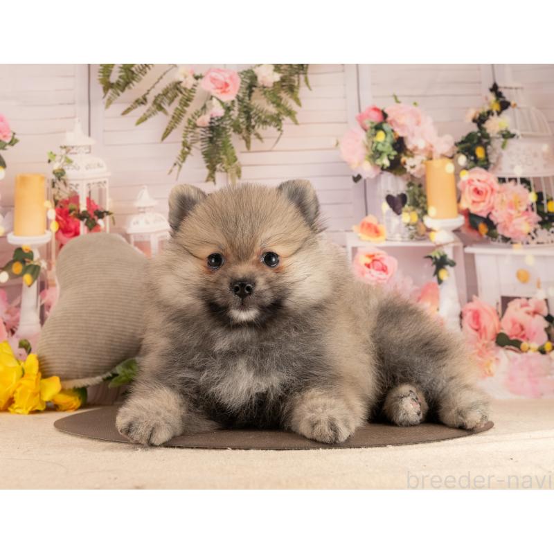 販売中の愛知県のポメラニアン-453735の4枚目