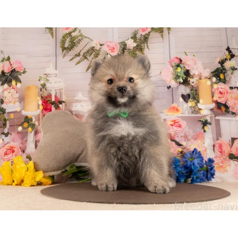 販売中の愛知県のポメラニアン-453735の2枚目