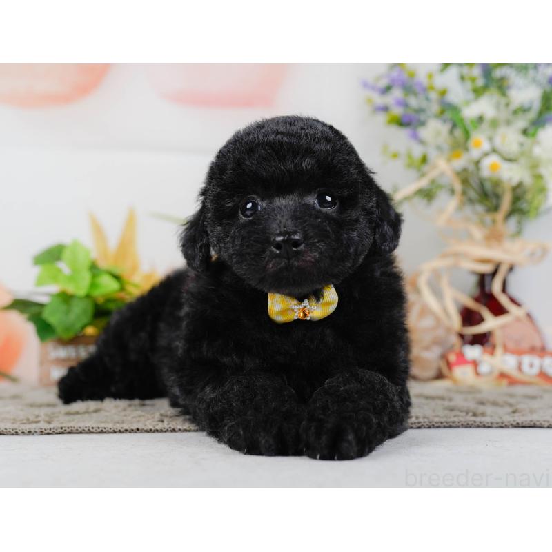 販売中の神奈川県のトイプードル-455640の14枚目