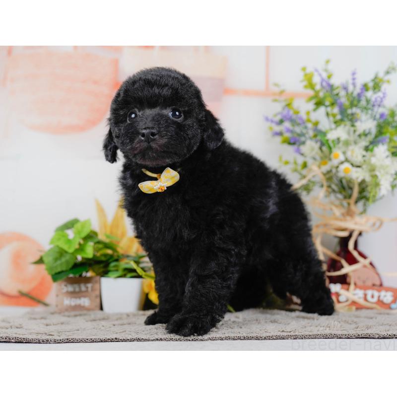 販売中の神奈川県のトイプードル-455640の11枚目