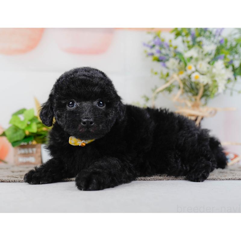 販売中の神奈川県のトイプードル-455640の10枚目