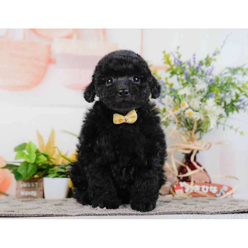 販売中の神奈川県のトイプードル-455640の8枚目