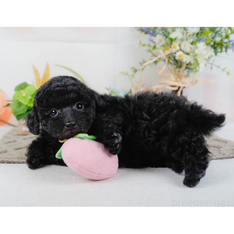 販売中の神奈川県のトイプードル-455640の9枚目