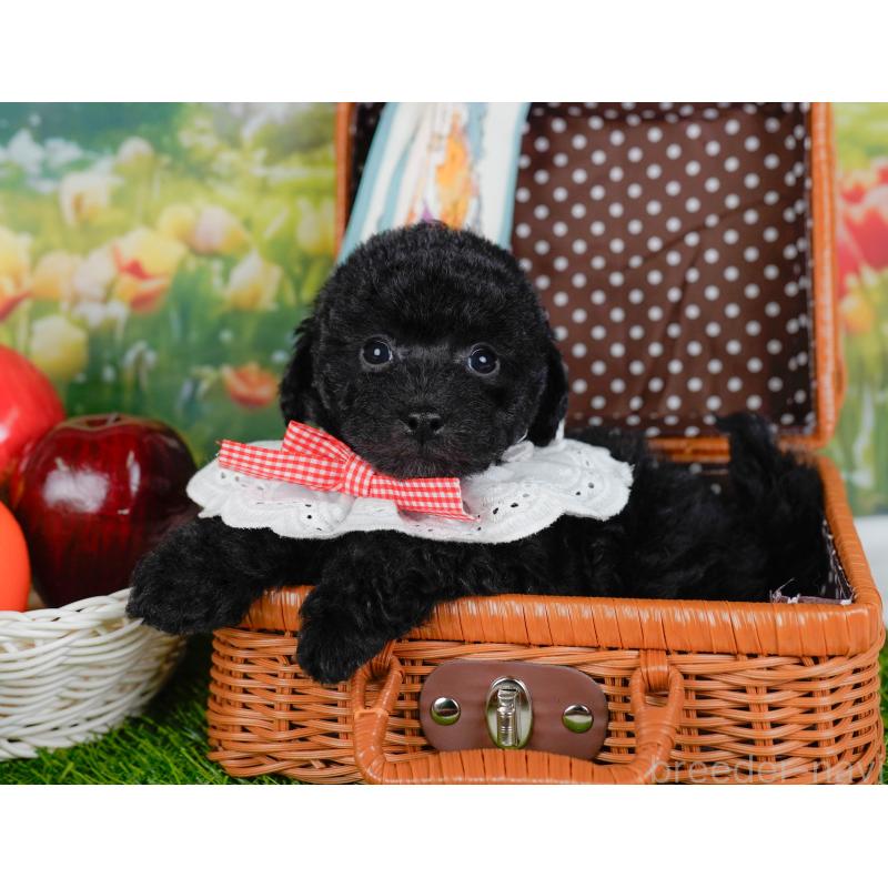 販売中の神奈川県のトイプードル-455640の7枚目