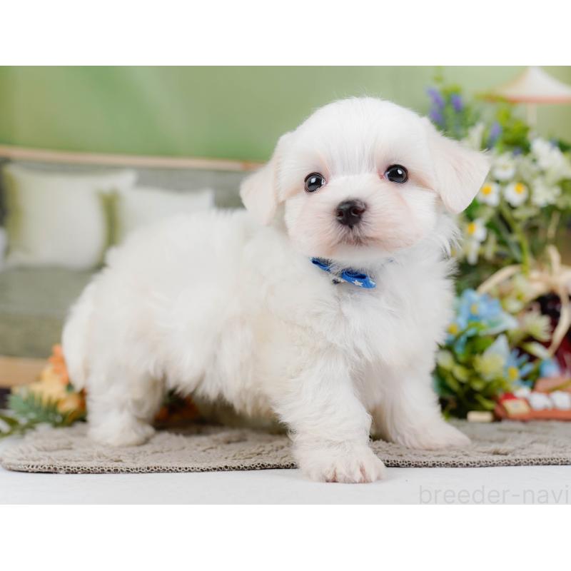 販売中の神奈川県のマルチーズ-455641の13枚目