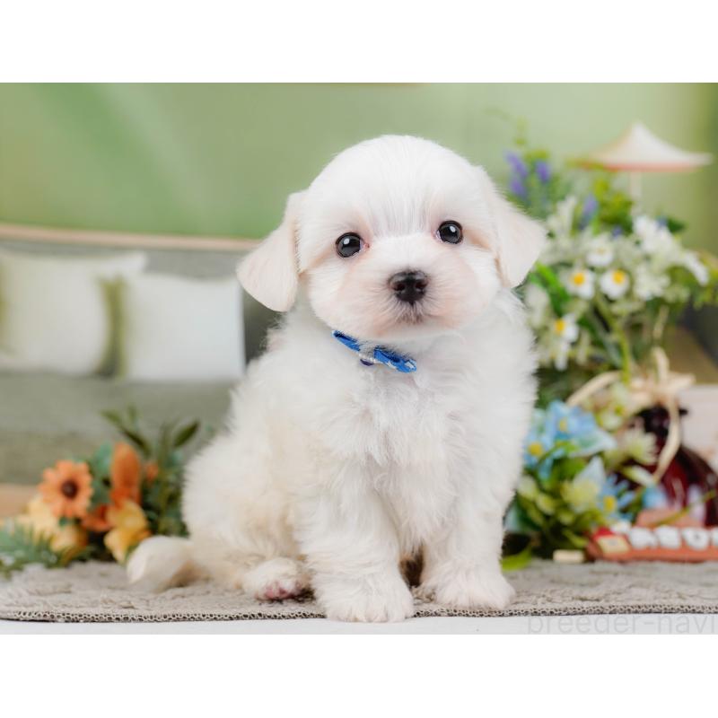 販売中の神奈川県のマルチーズ-455641の12枚目